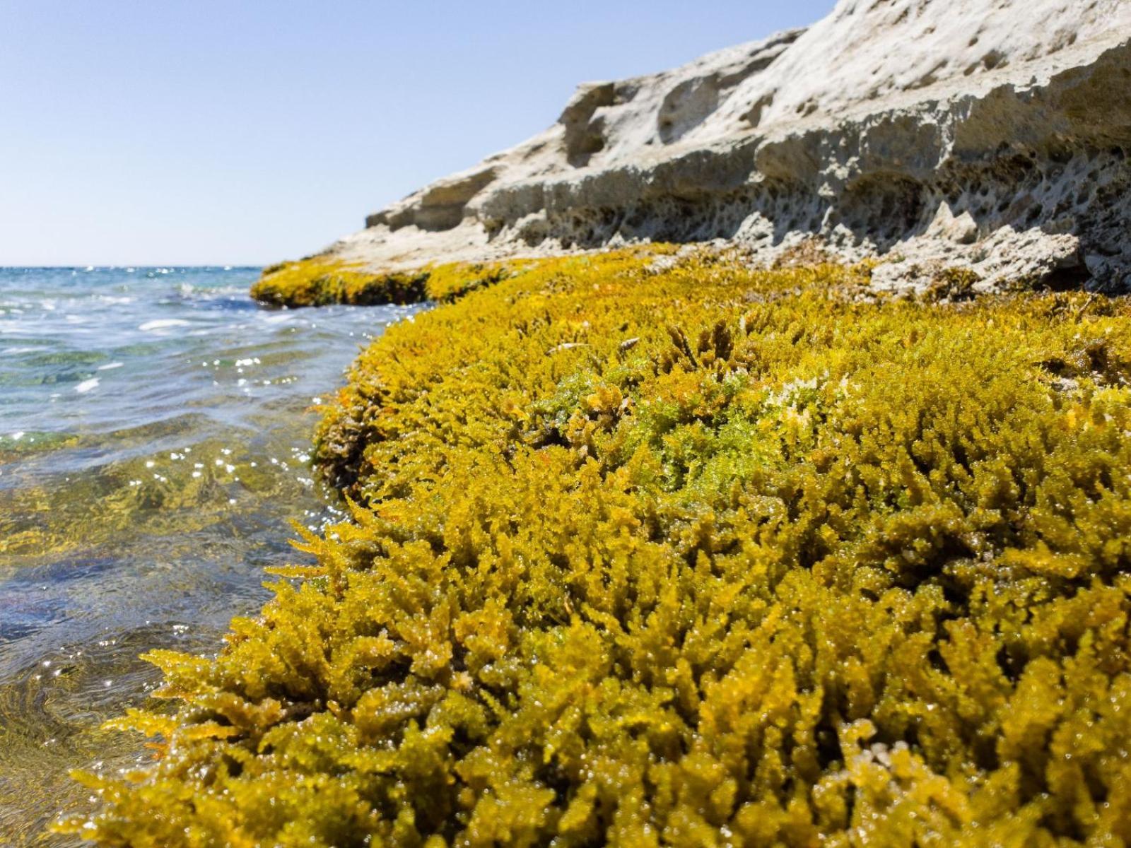 Casotto Il Carrubo, A 100 Mt Dal Mare! Vila Avola Exterior foto